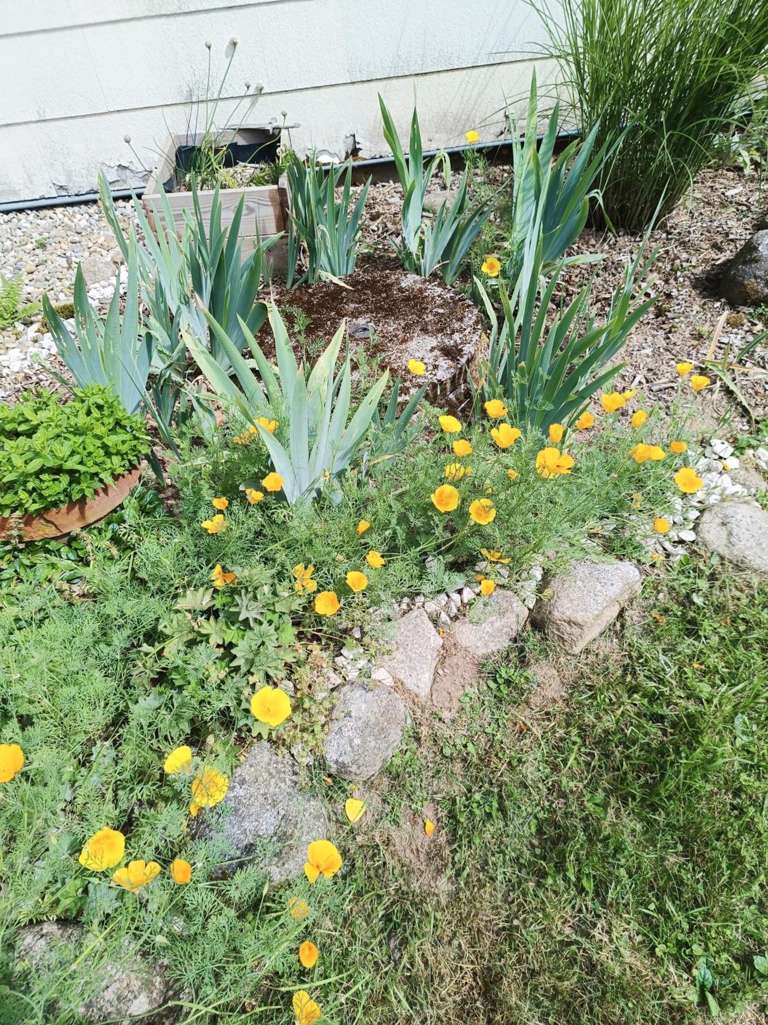 Le Gite De Bri Orbey Exterior foto